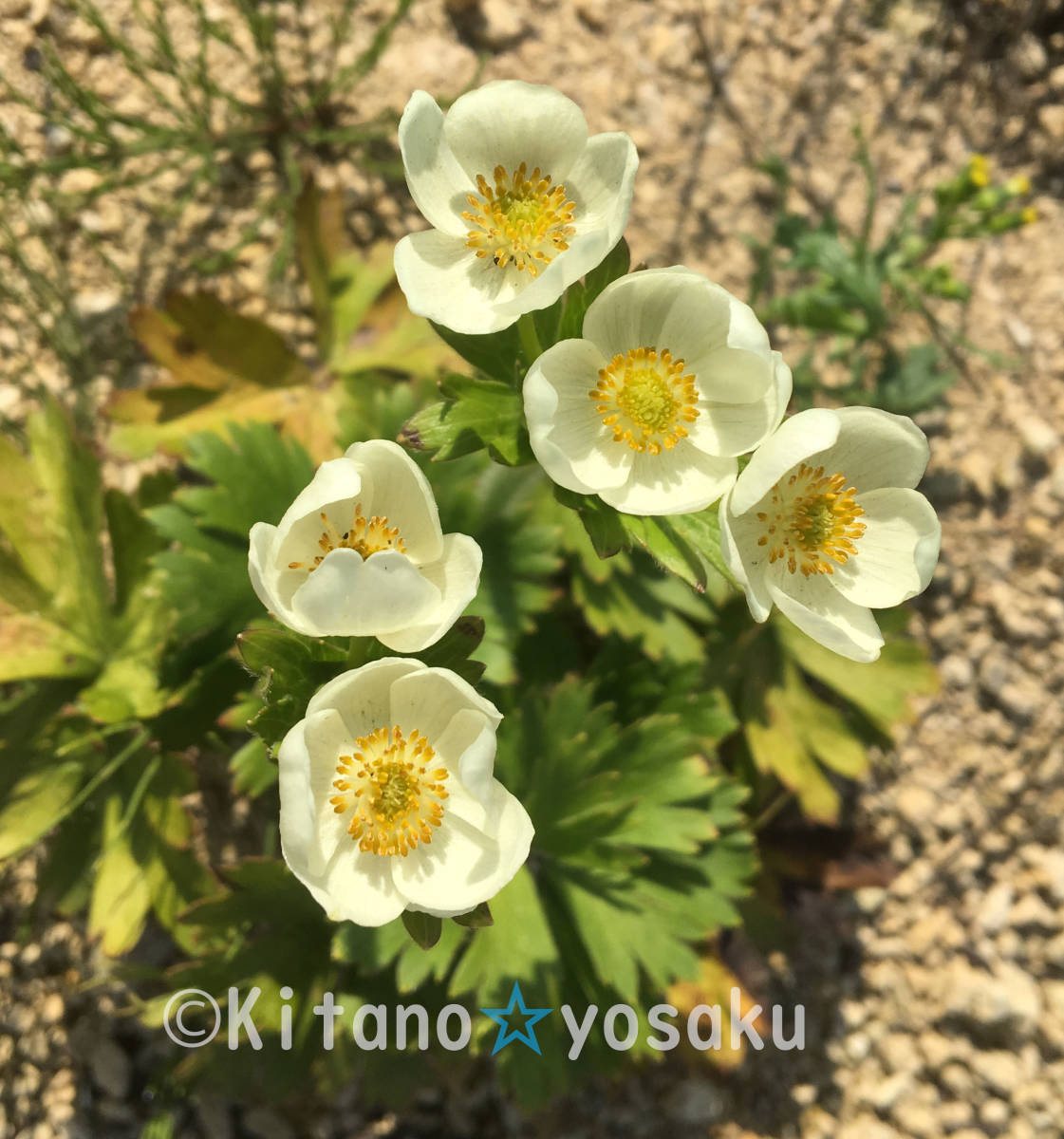 白山一華(ハクサンイチゲ)◇キンポウゲ科 3.5寸(10.5cm)ポリポット栽培 ●現在休眠期 拍卖