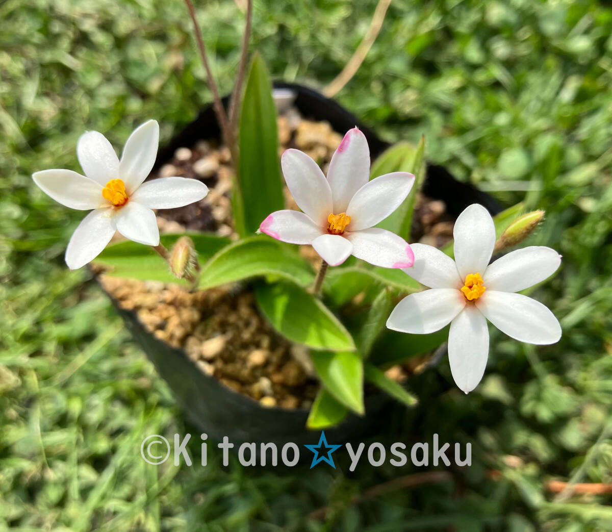 アッツザクラ・ジューンブライド ◇コキンバイザサ科 3寸ポリポット栽培 ◇開花時期5月~ ●現在休眠期(上層部無し)拍卖