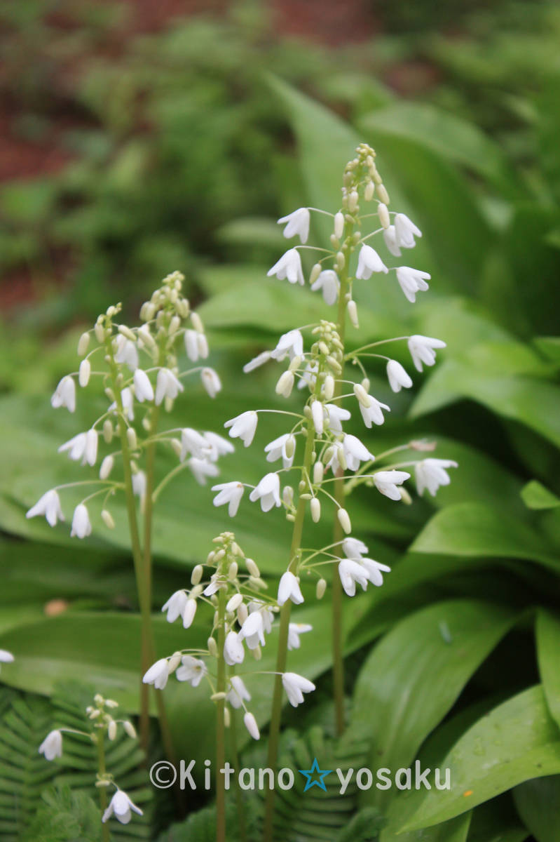 筬葉草(オサバグサ)◇ケシ科 3.0寸(9.0cm)ポリポット栽培 ◇開花時期5月~ 拍卖