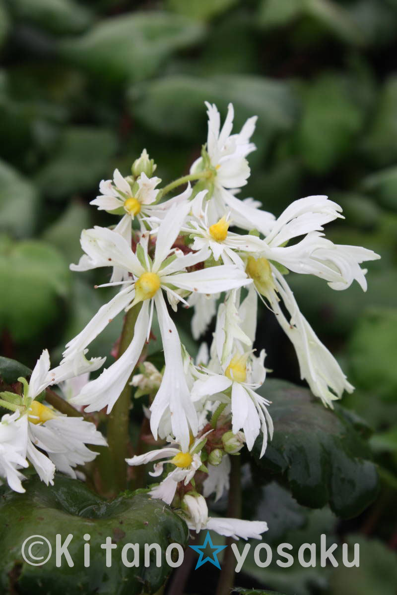 大文字草・伊予白翠(イヨハクスイ)◇ユキノシタ科 3寸(9.0cm)ポリポット栽培 ☆開花時期9月~ ●現在休眠期(上層部無し)拍卖
