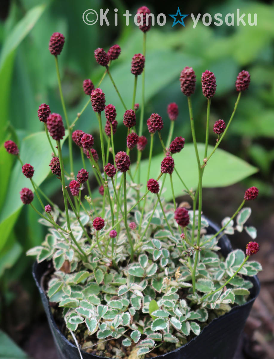 斑入り姫吾亦紅・煌めき(フイリ・ヒメワレモコウ/キラメキ)◇バラ科 3寸(9cm)ポリポット栽培 ●現在休眠期拍卖