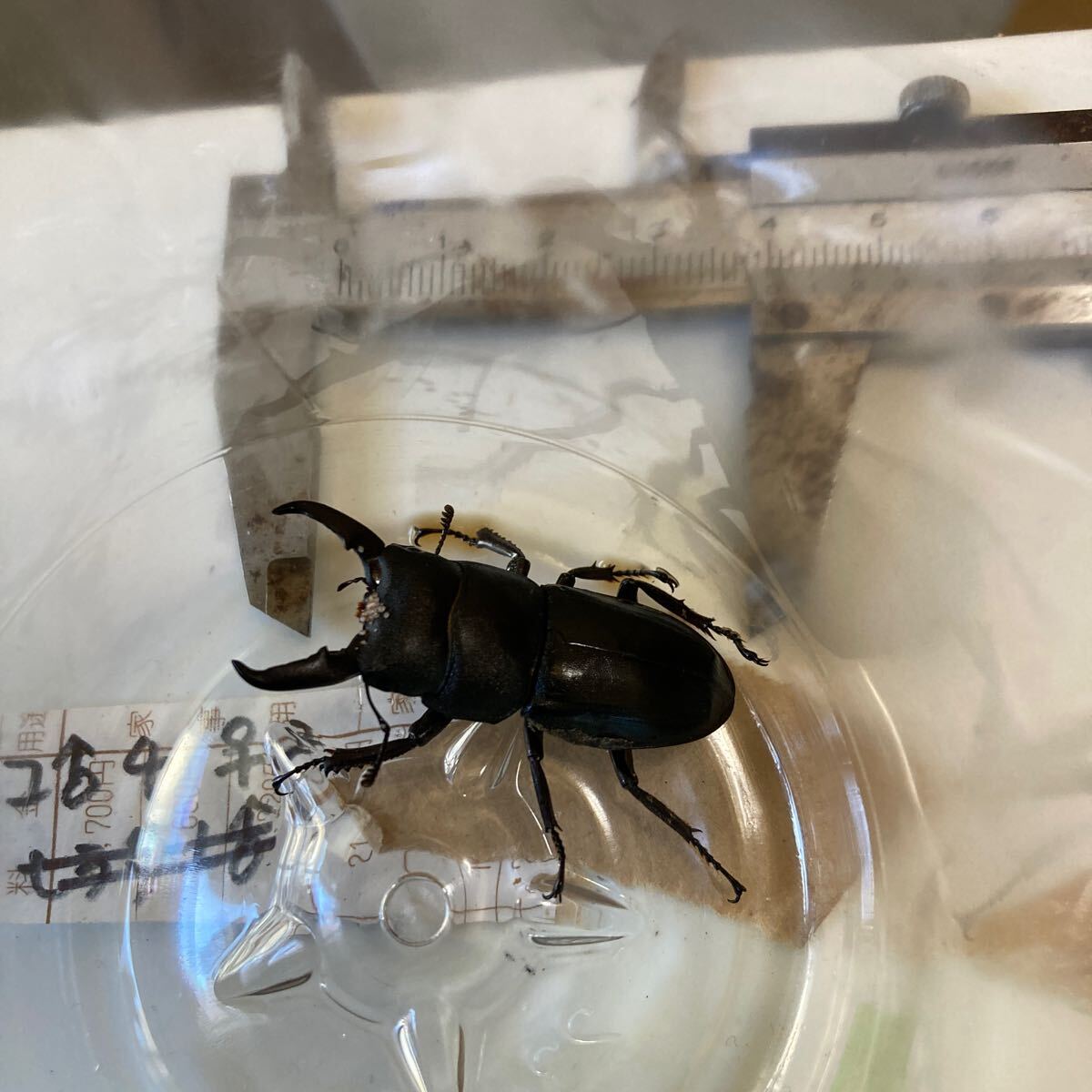 ヒラタクワガタ1♂WD福岡10月採集分50mm拍卖