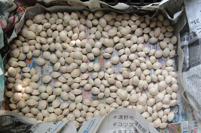 河内長野産 ぎんなん その3 2025年10月採集 約500g拍卖