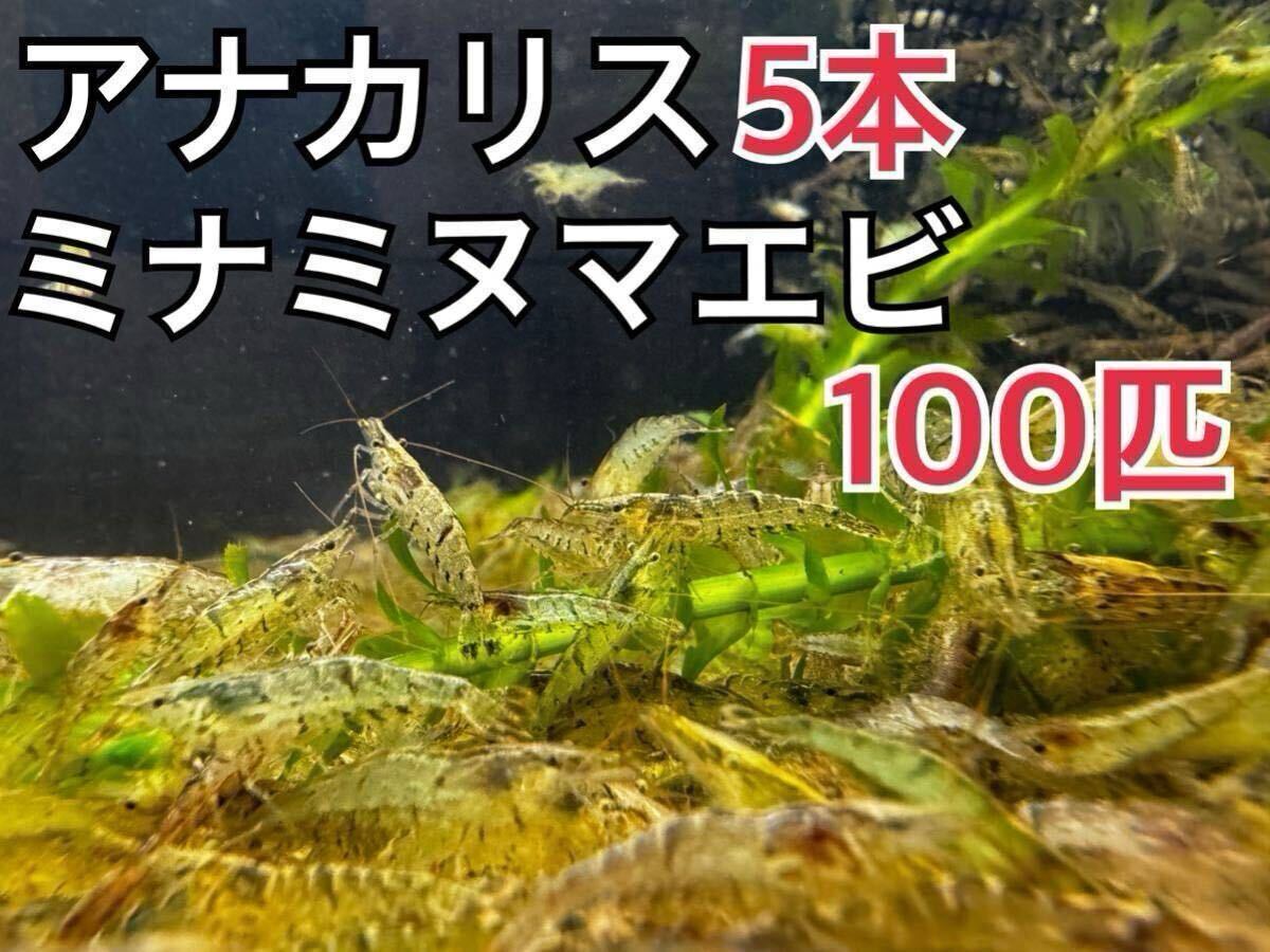 送料無料 アナカリス 5本とミナミヌマエビ100匹淡水エビ 川エビ 水草 メダカ 商品説明必読拍卖