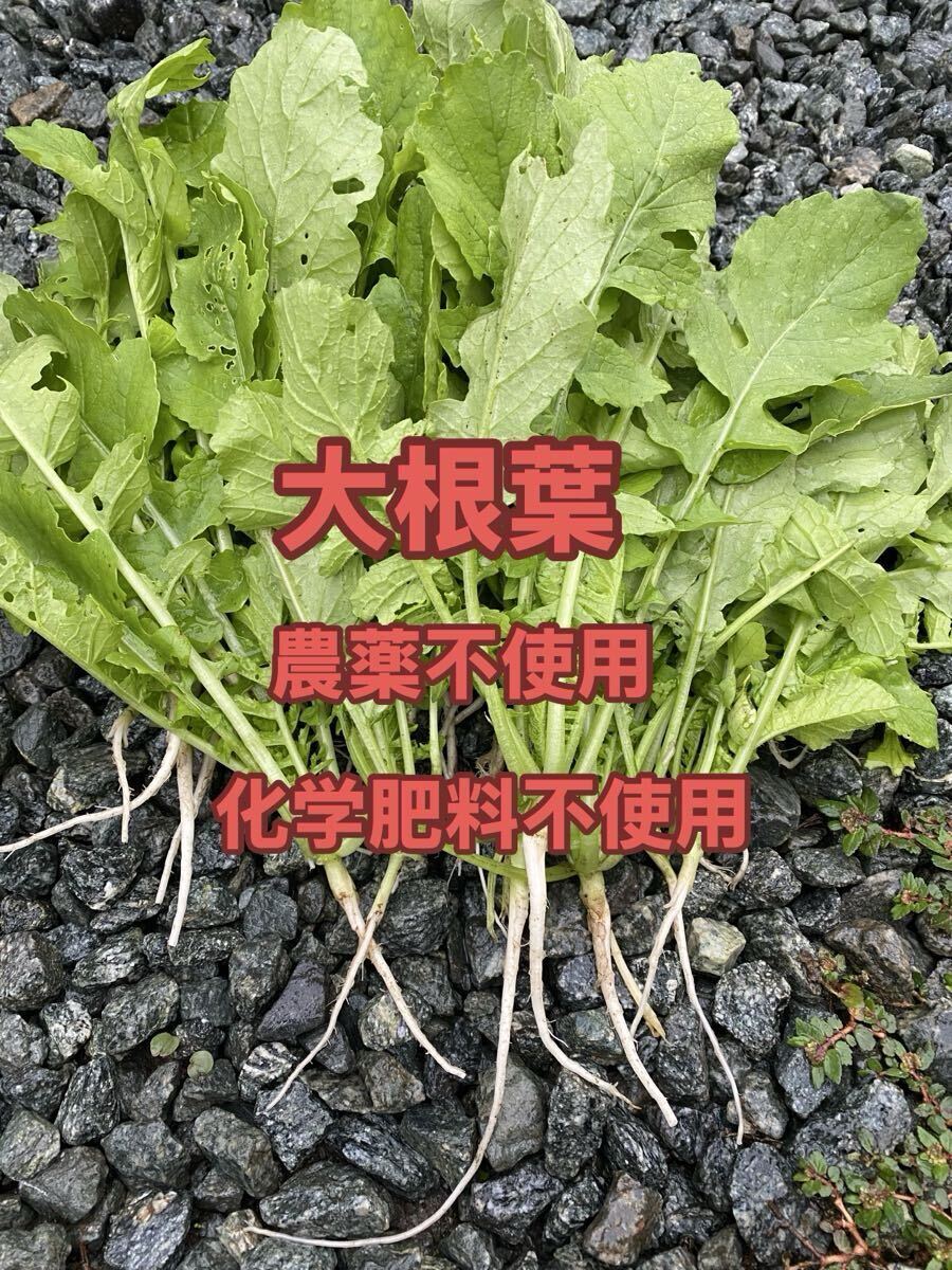 大根葉1600g拍卖