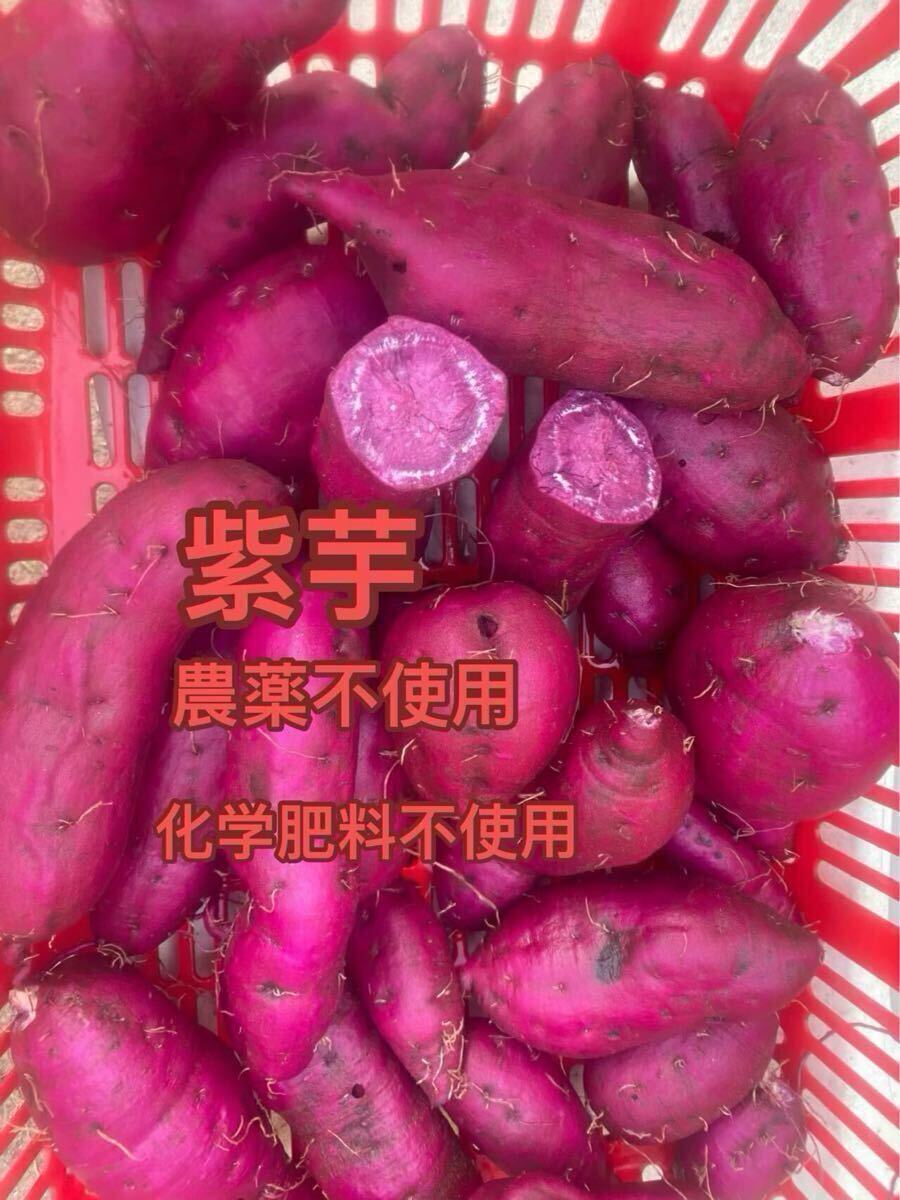 紫芋10キロ拍卖