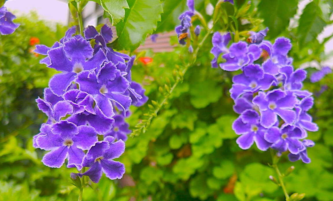 デュランタ宝塚。苗1本 30cm 画像3と同等品、落葉樹拍卖