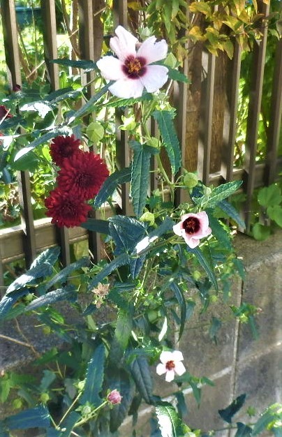 高砂芙蓉 2本20cm苗 春から秋まで咲く ..拍卖