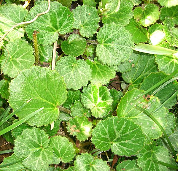 ゆきのした 抜き苗5本 ユキノシタ、拍卖