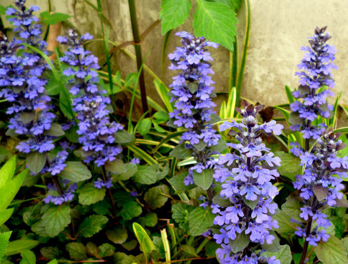 アジュガ 7本抜き苗 ,あじゅが拍卖