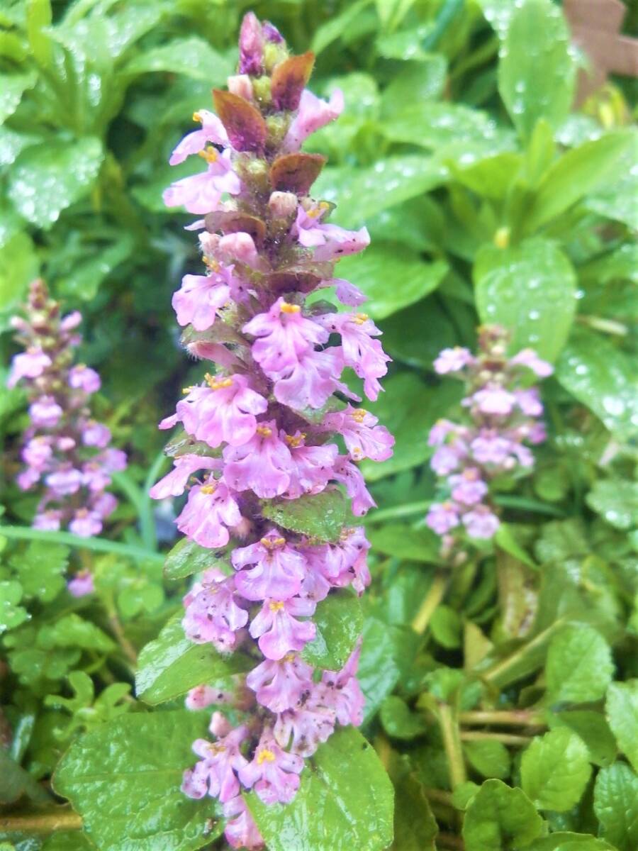 アジュガ 5本抜き苗,ぴんく あじゅが、拍卖