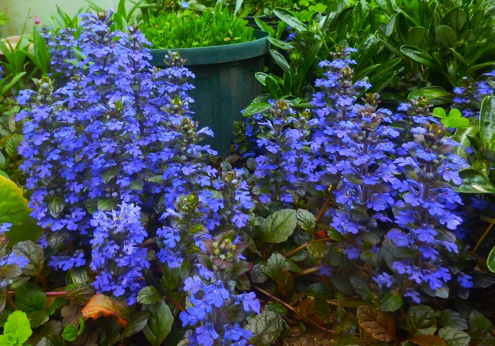 アジュガ 7本抜き苗,あじゅが拍卖