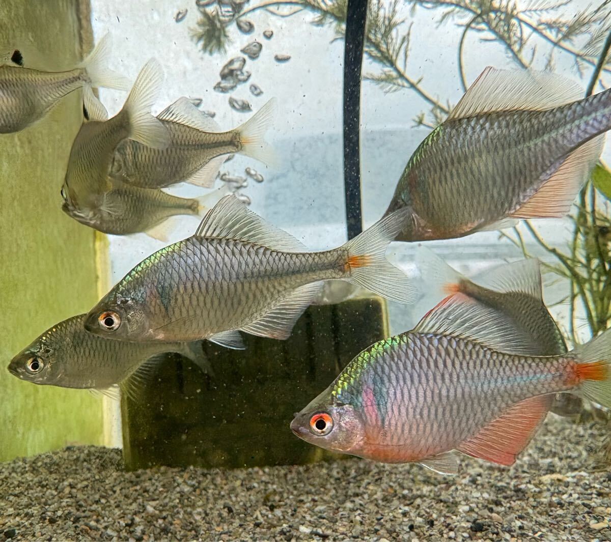 吉野川水系 タイリクバラタナゴ 5匹 Lサイズ拍卖