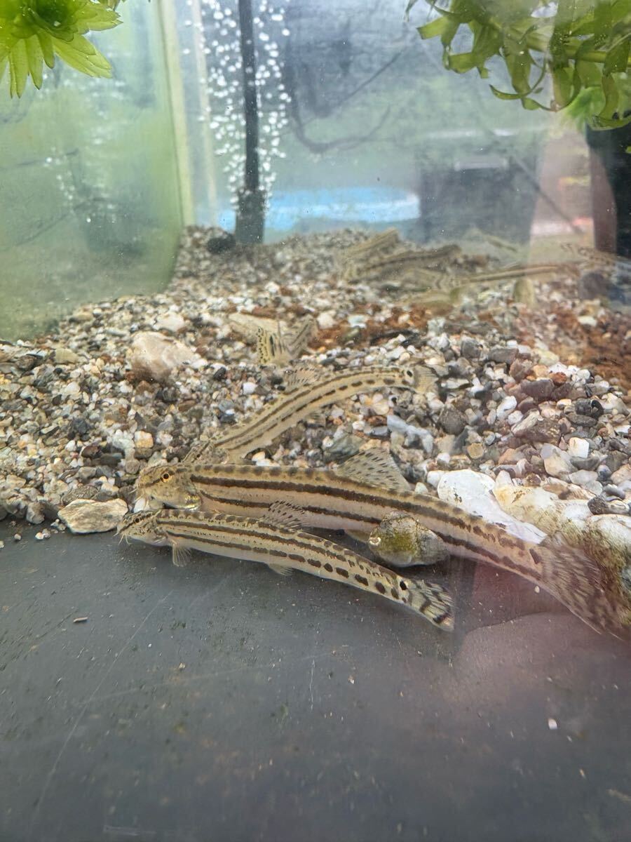 スジシマドジョウ 10匹 約4cm~7cm拍卖