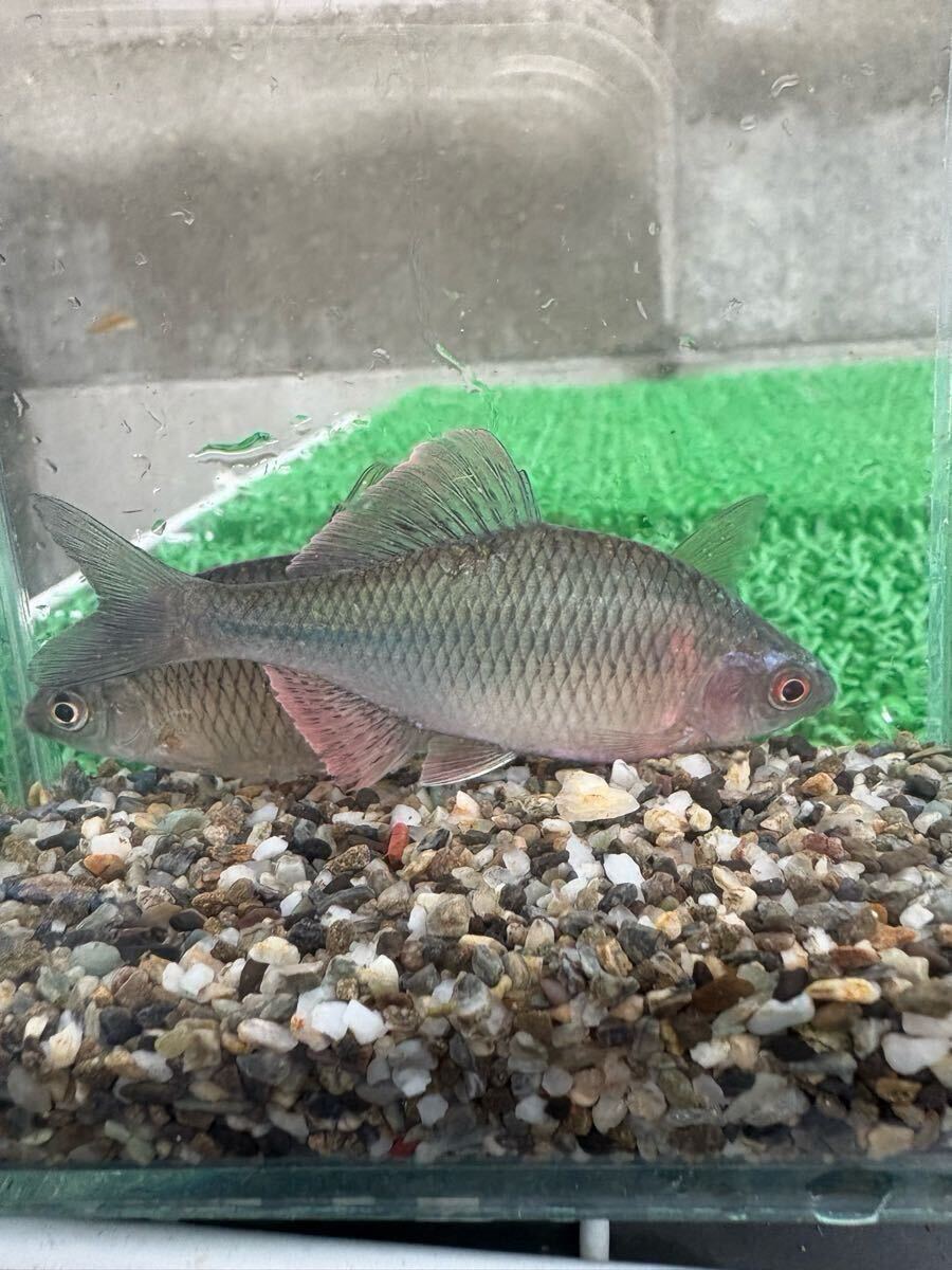 カネヒラ 1ペア+♀1拍卖