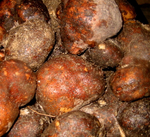 全国送料無料 特産 ワケありのワケあり ミックス つくね芋 3kg セット 山芋 とろろ 料理レシピ付拍卖