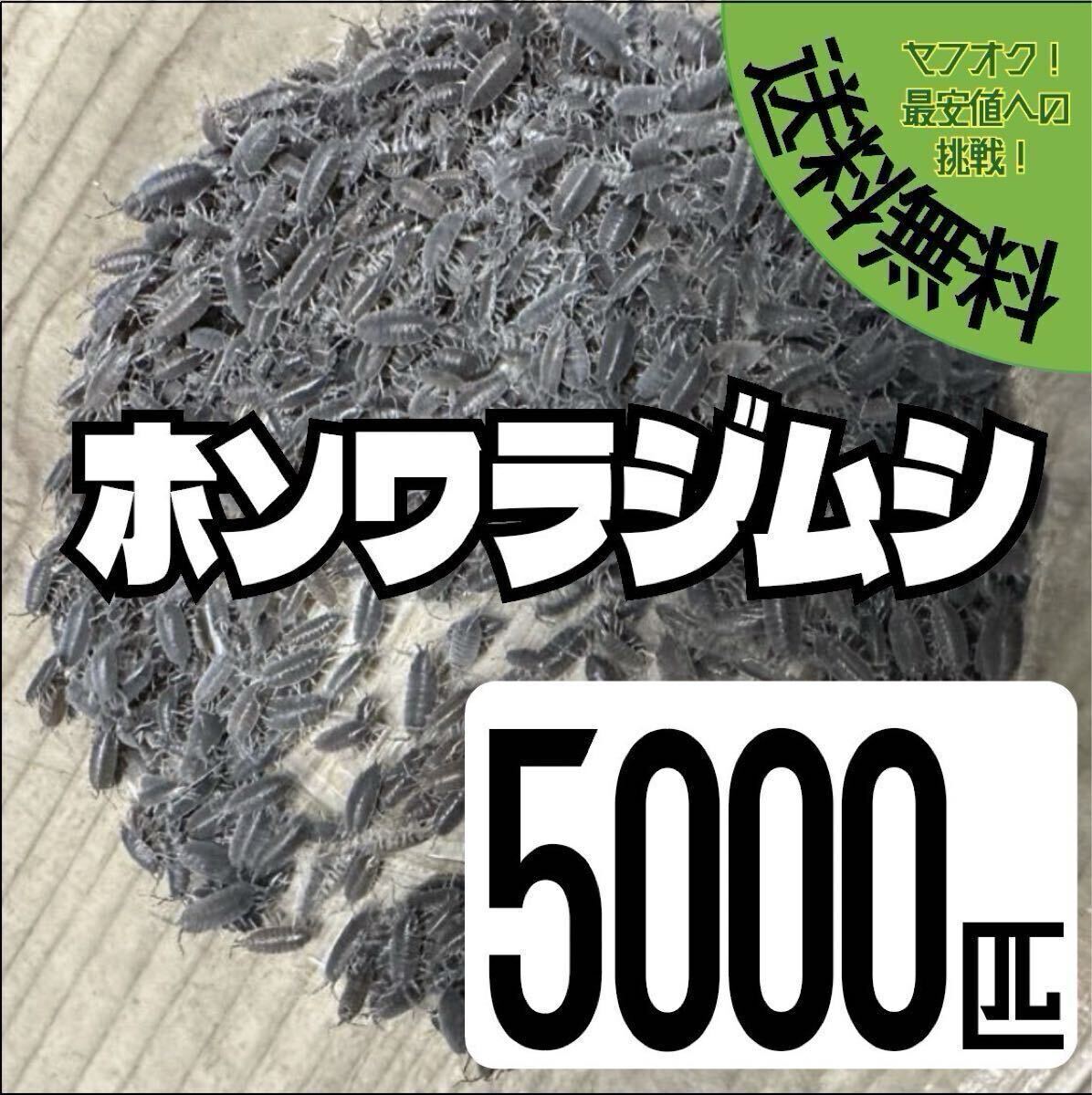 餌用 ホソワラジムシ5000匹+α エサ用 レオパ ニシアフ ヤドクカエル等拍卖