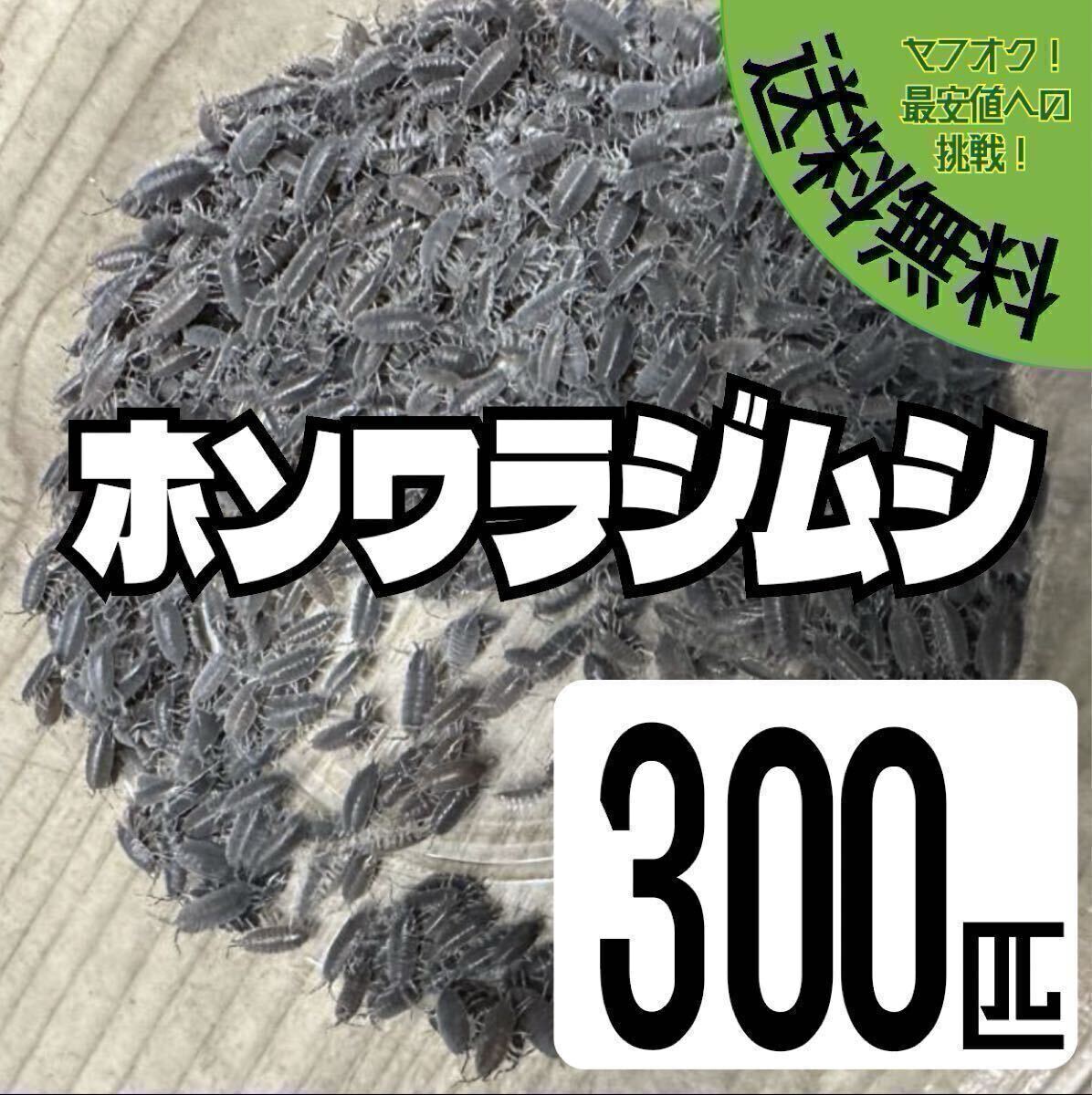 餌用ホソワラジムシ300匹+α 週明け発送 エサ用 レオパ ニシアフ ヤドクカエル等 イモリ カエル ダンゴムシ トカゲ ヤモリ 1拍卖