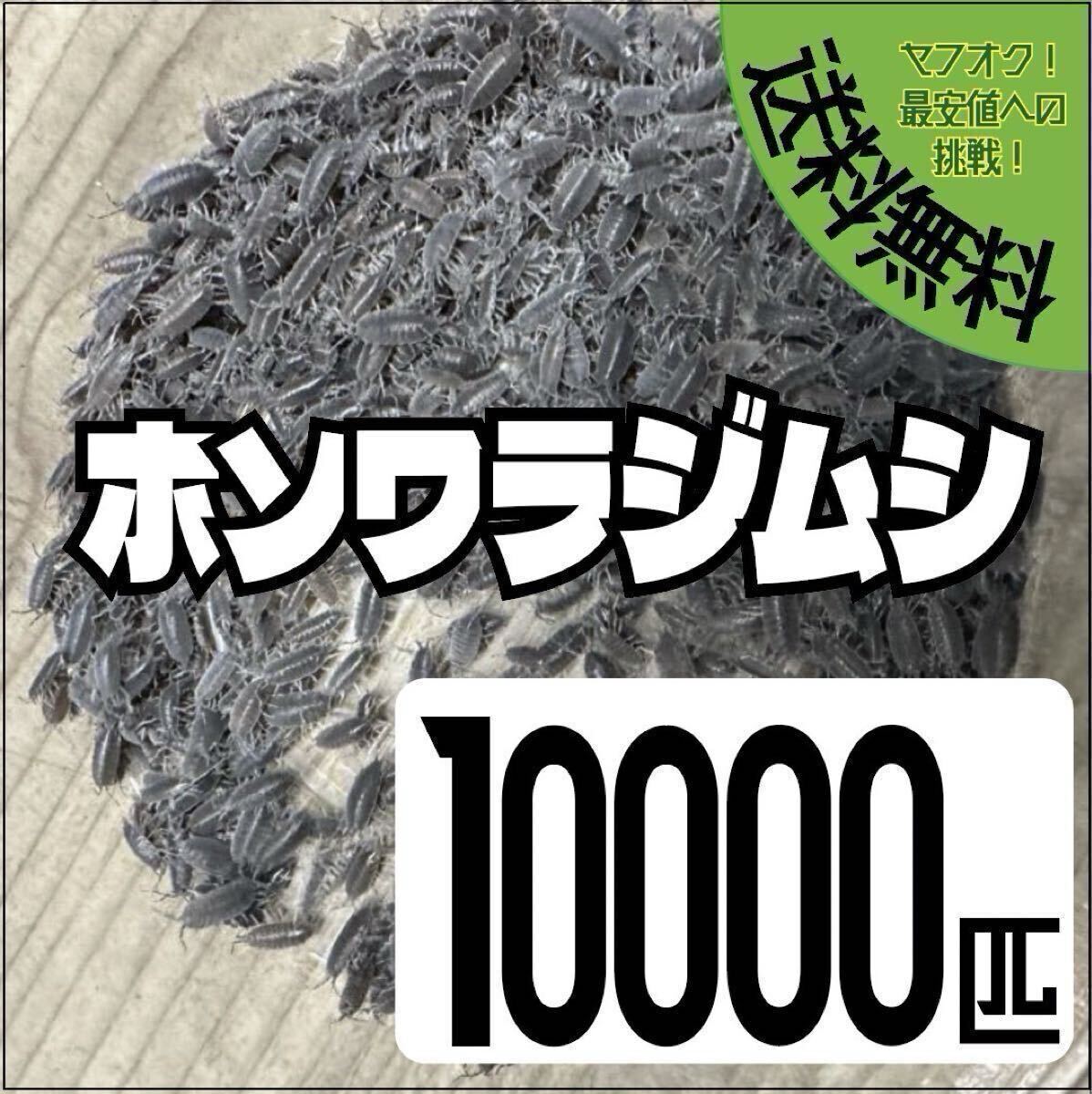 餌用 ホソワラジムシ10000(1万)匹+α エサ用 レオパ ニシアフ ヤドクカエル等拍卖