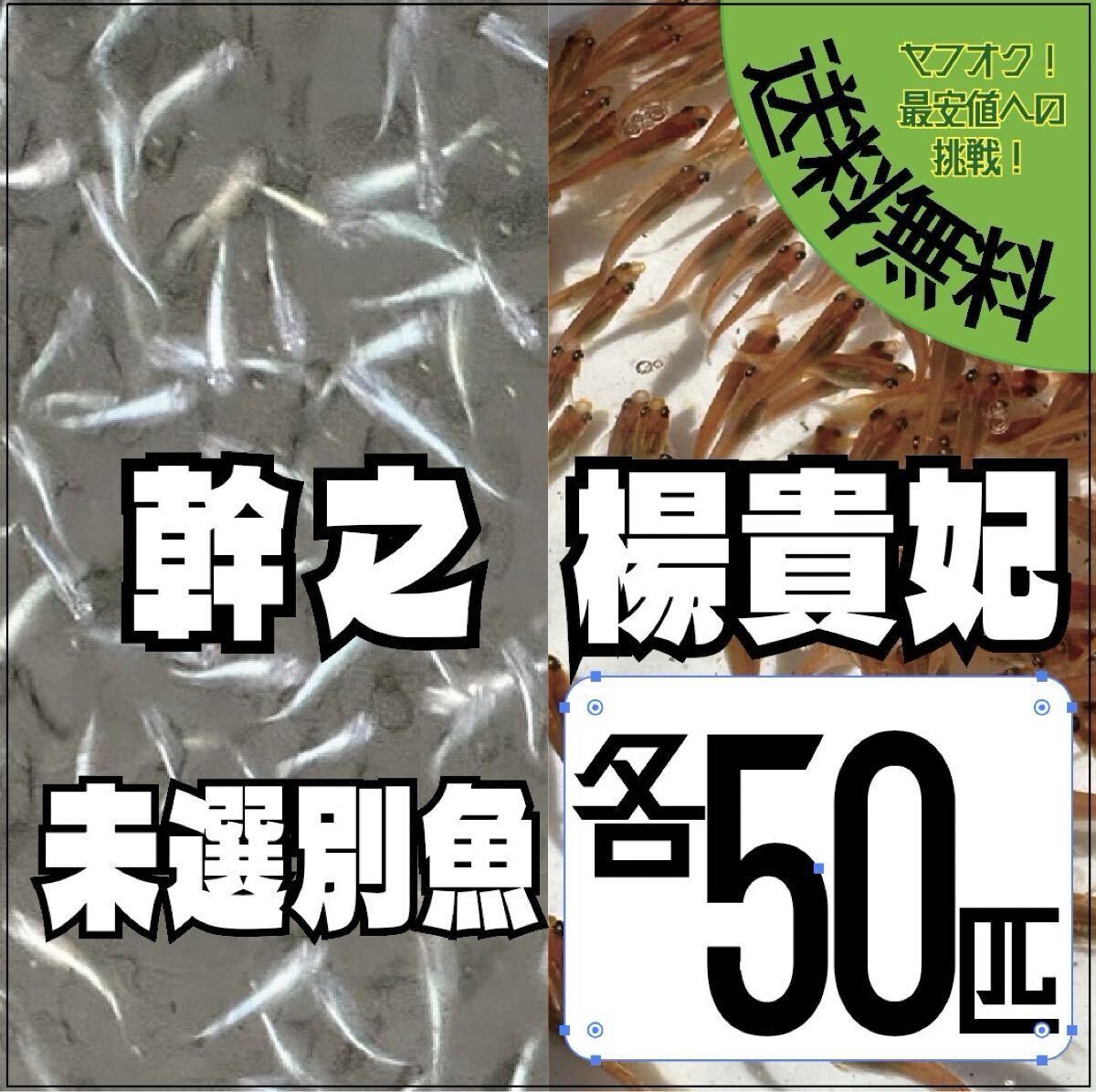 未選別ミユキ楊貴妃各50匹 合計100匹 メダカ めだか拍卖