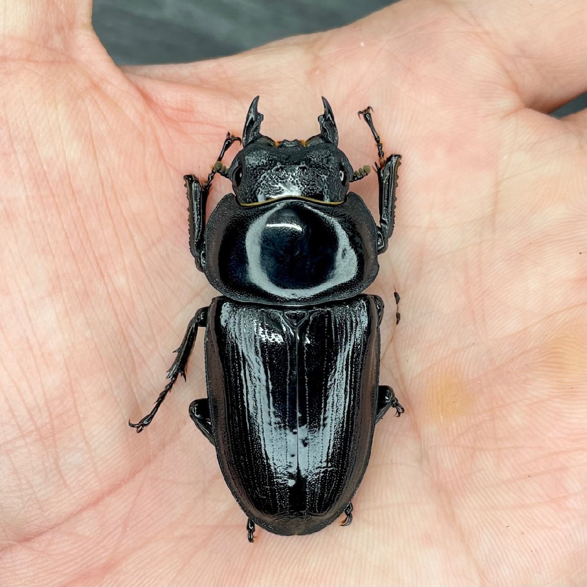 【絶煩Blackazu】能勢YG血統 54.0㎜(YG2402-01) ♀単品 オオクワガタ拍卖