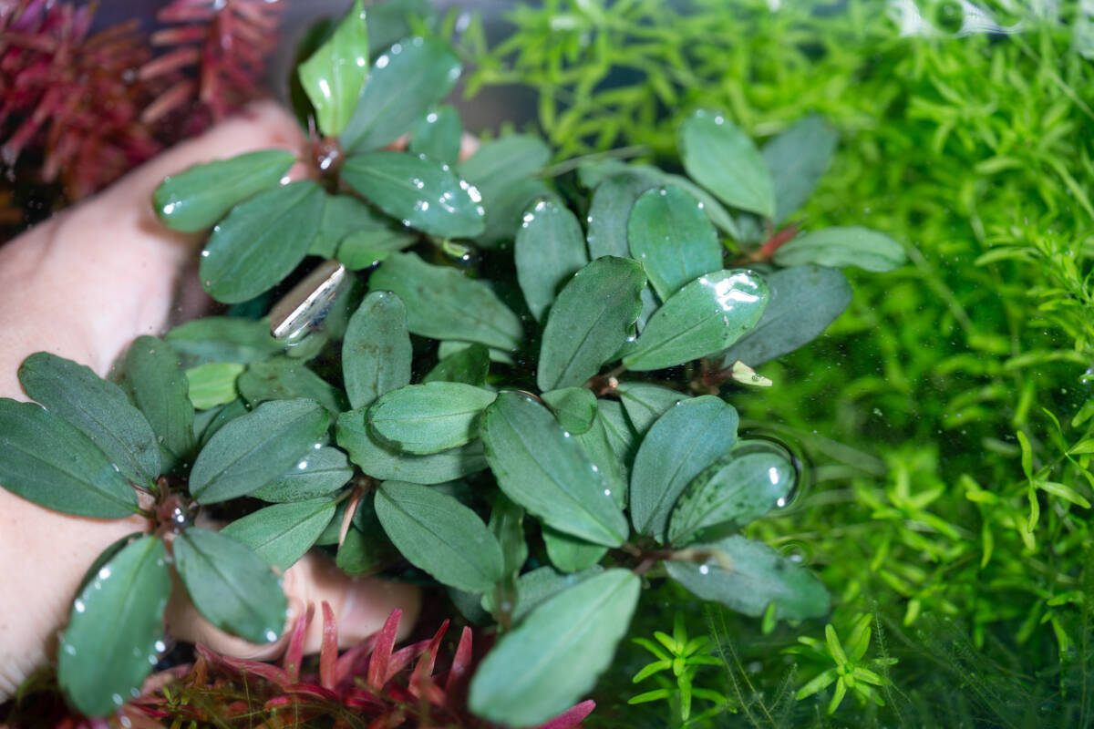 Bucephalandra sp. “Kayulapis3” 2018年【TB便】 銀葉拍卖