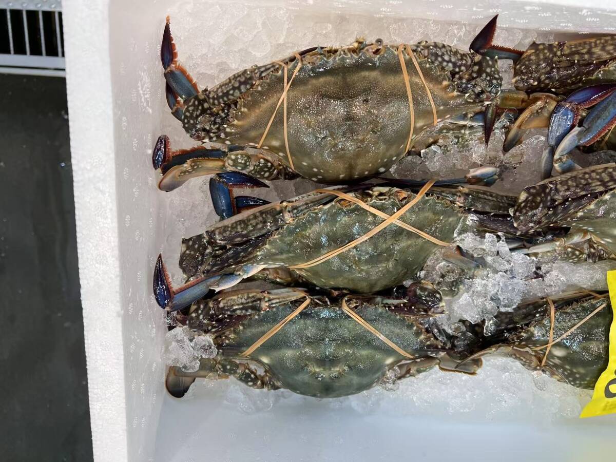 わたりがに 1kg 約3尾入 ワタリガニ メス拍卖