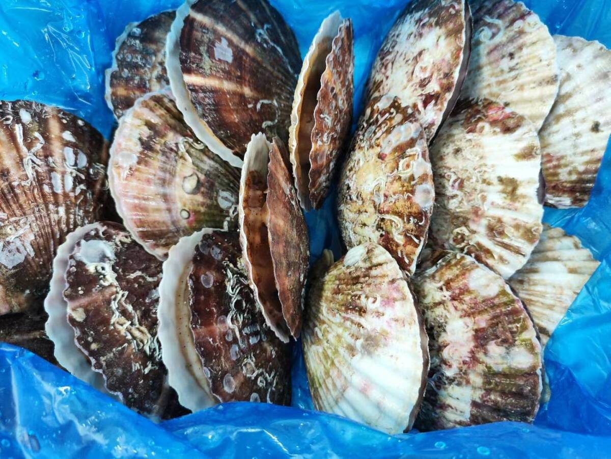 殻ホタテ 1cs 20枚入 北海道産 ほたて ホタテ 拍卖