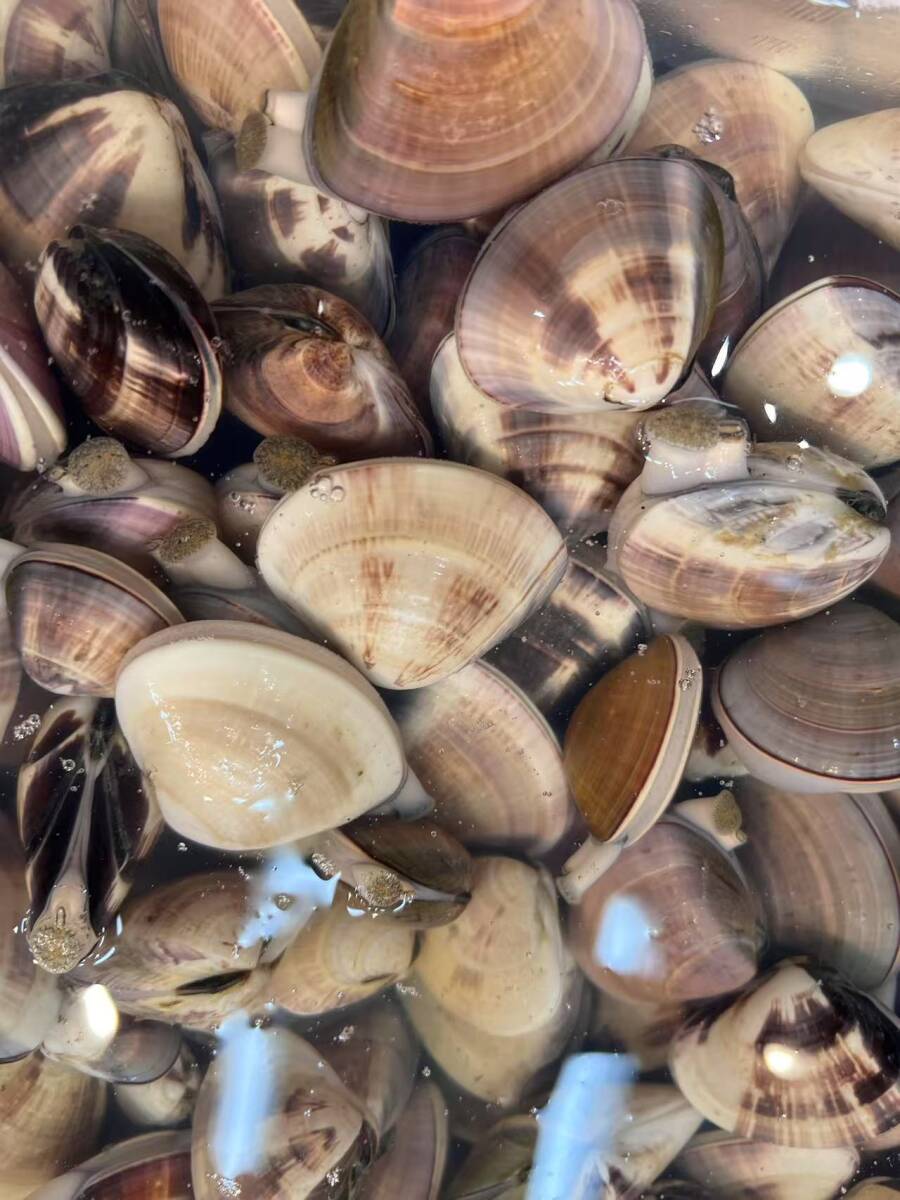 活 地はまぐり 小又は中 約500g 蛤 ハマグリ 地ハマグリ はまぐり 国産 貝拍卖