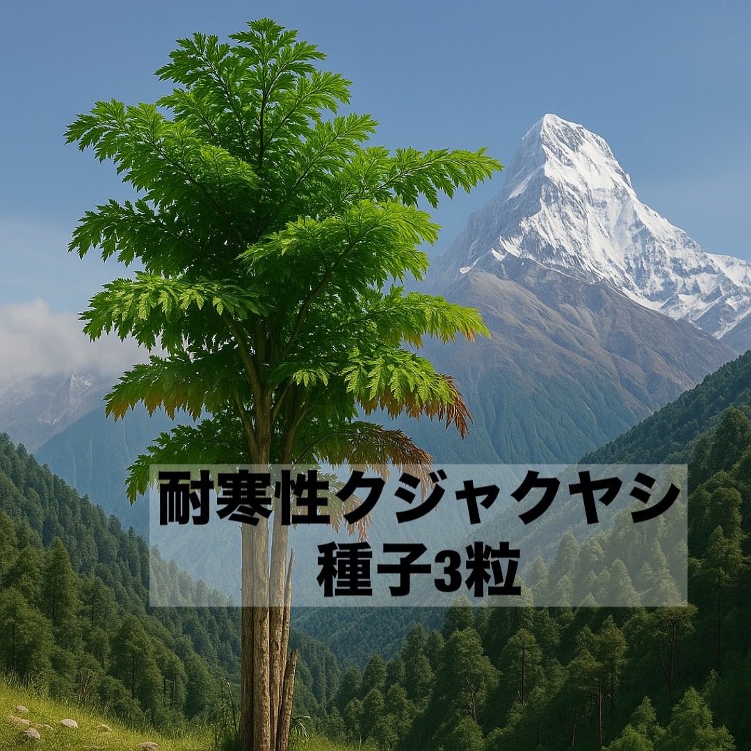 耐寒性クジャクヤシ3粒拍卖