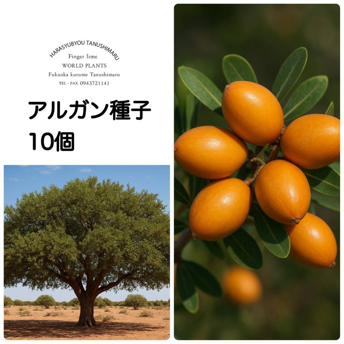 アルガン種子10個拍卖