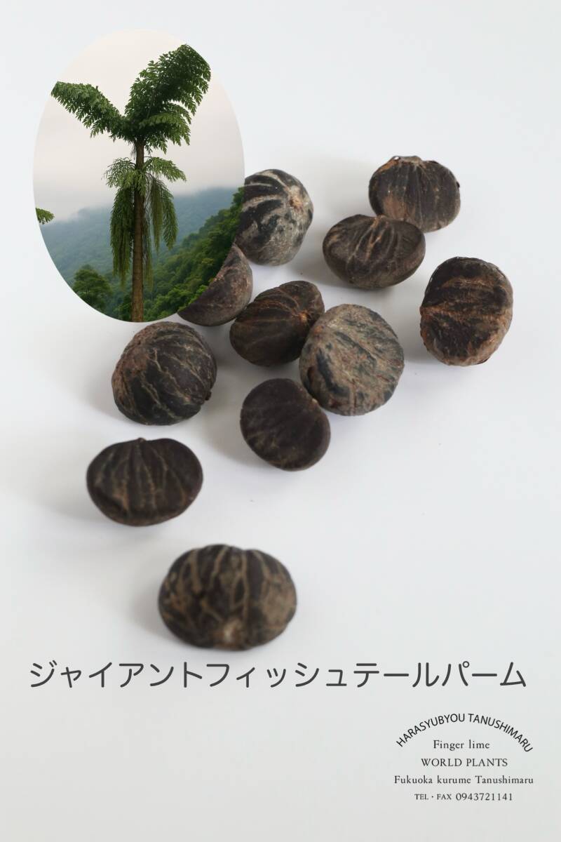 ジャイアントフィッシュテールパーム種子5個拍卖
