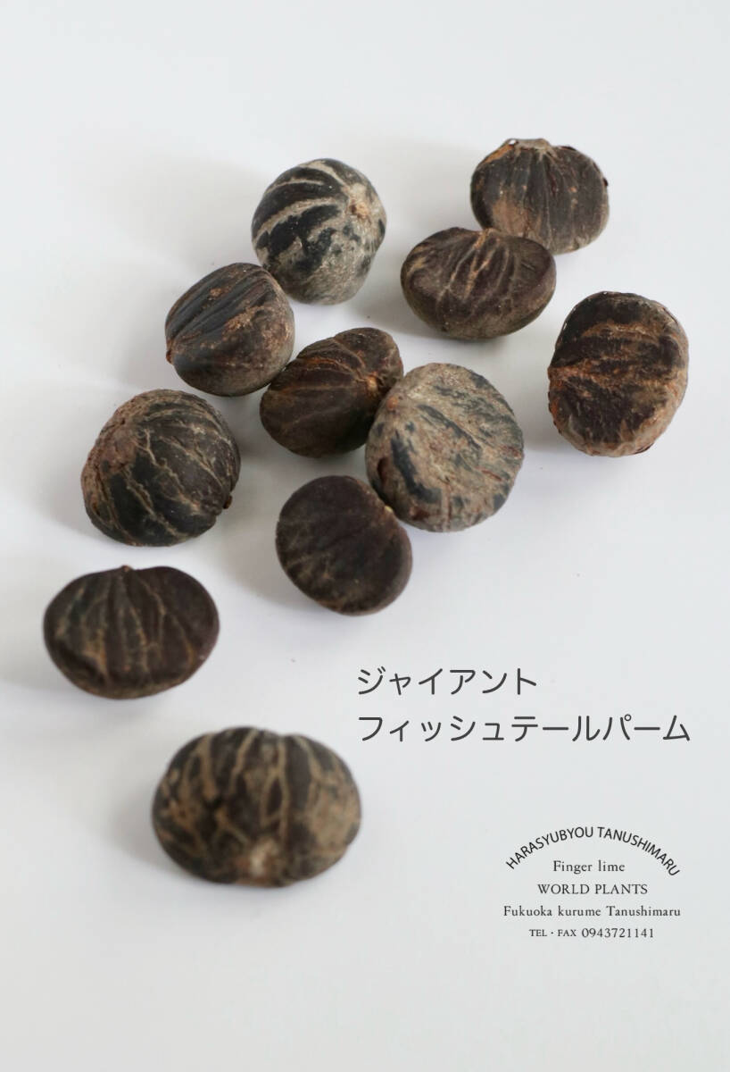 ジャイアントフィッシュテールパーム種子5個拍卖
