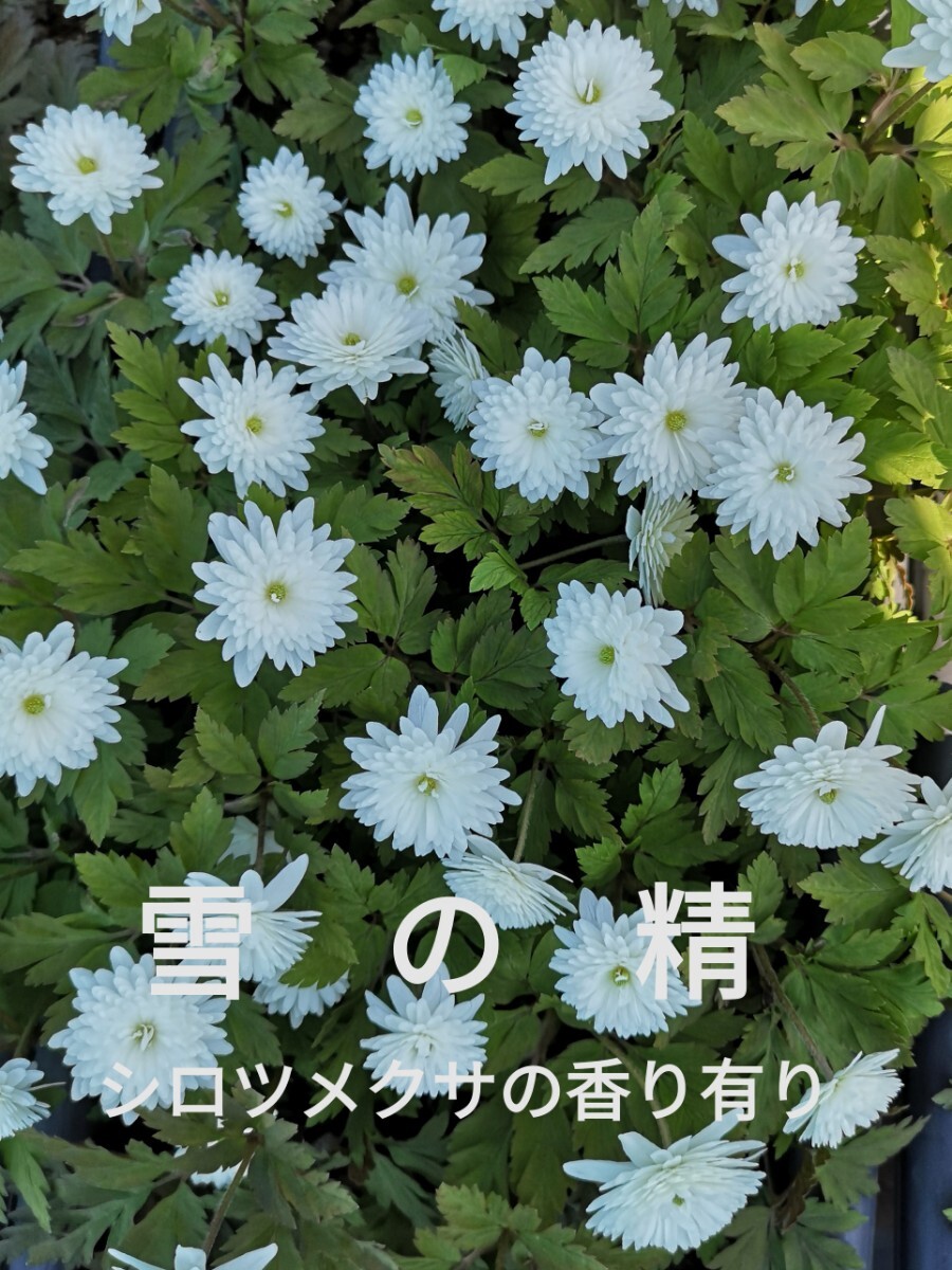 山野草 八重咲き キクザキイチゲ 雪の精 6芽拍卖