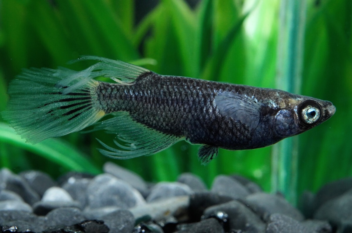 【Medaka Garden 光芒】◆現物出品◆火焔武typeW 1ペア 産卵中!#めだか メダカ A拍卖