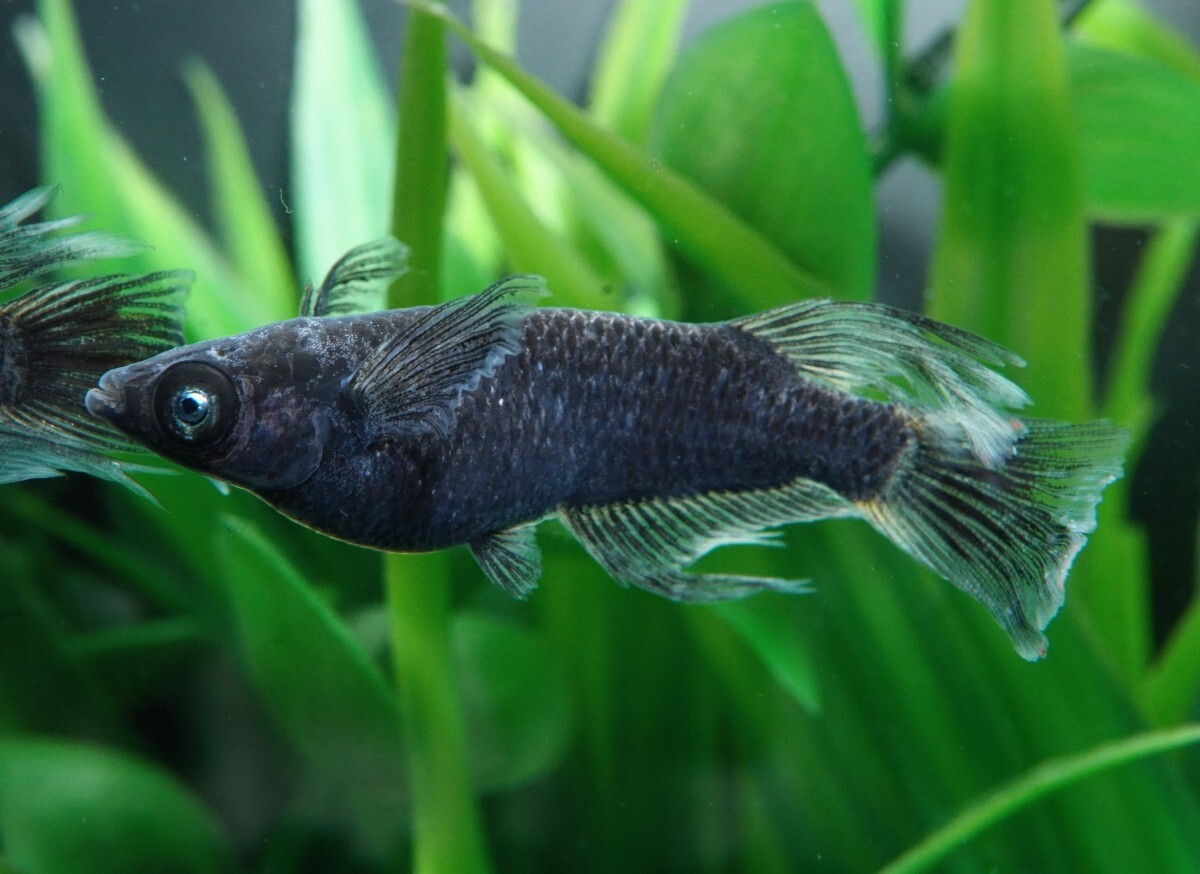 【Medaka Garden 光芒】◆現物出品◆火焔武typeW 1ペア(♀ワイドフィン) 産卵中!#めだか メダカ B拍卖