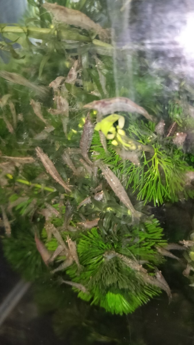 ミナミヌマエビ MIX 100匹 +オマケ ヌマエビ 拍卖