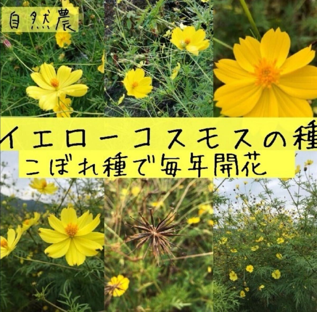 【自然農】イエローコスモスの種 3g キバナコスモス こぼれ種でも毎年開花 花畑 花壇 園芸 家庭菜園 ガーデニング オレンジも◎拍卖