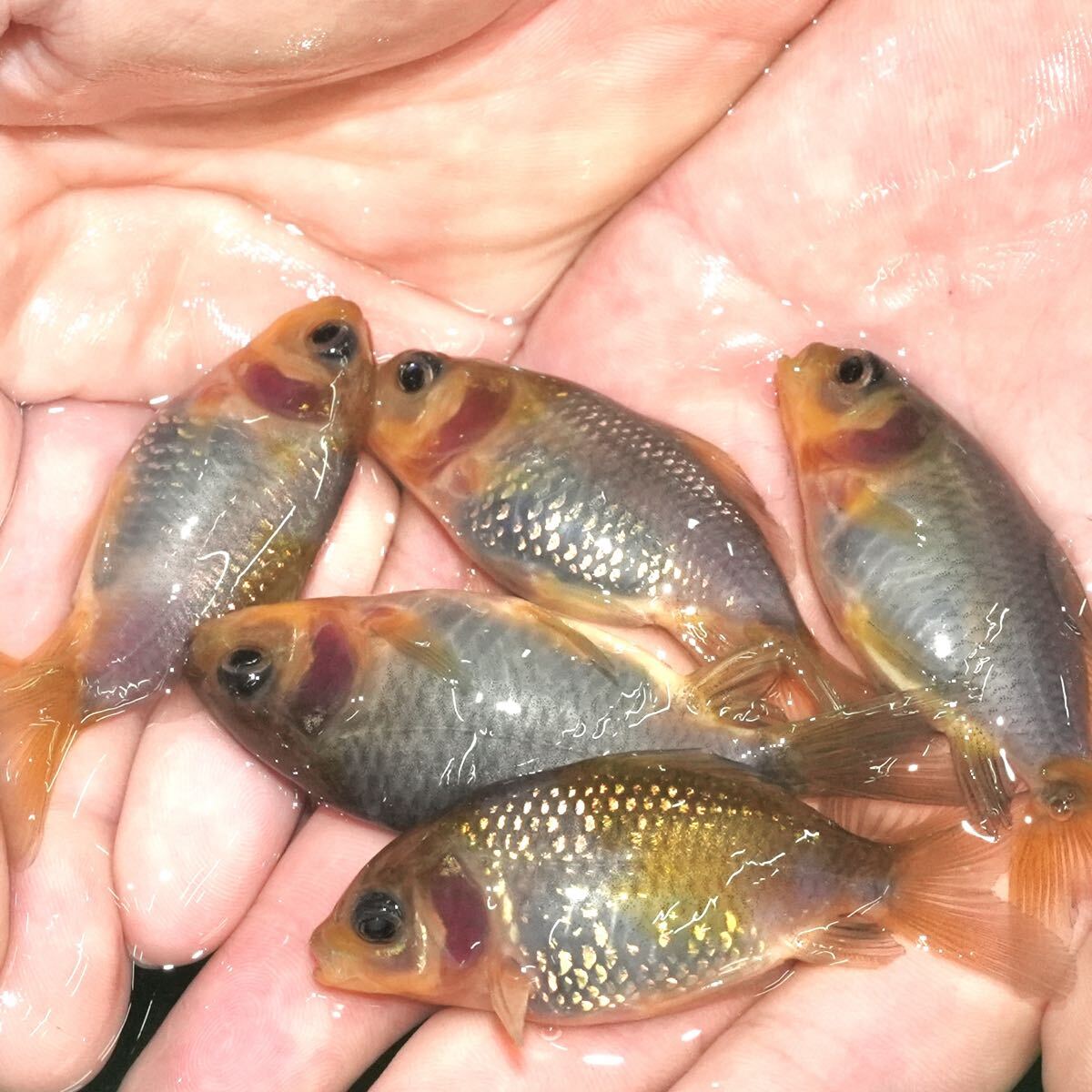 特選個体 青もみじ和金 5匹 約7センチ きんぎょ 金魚拍卖