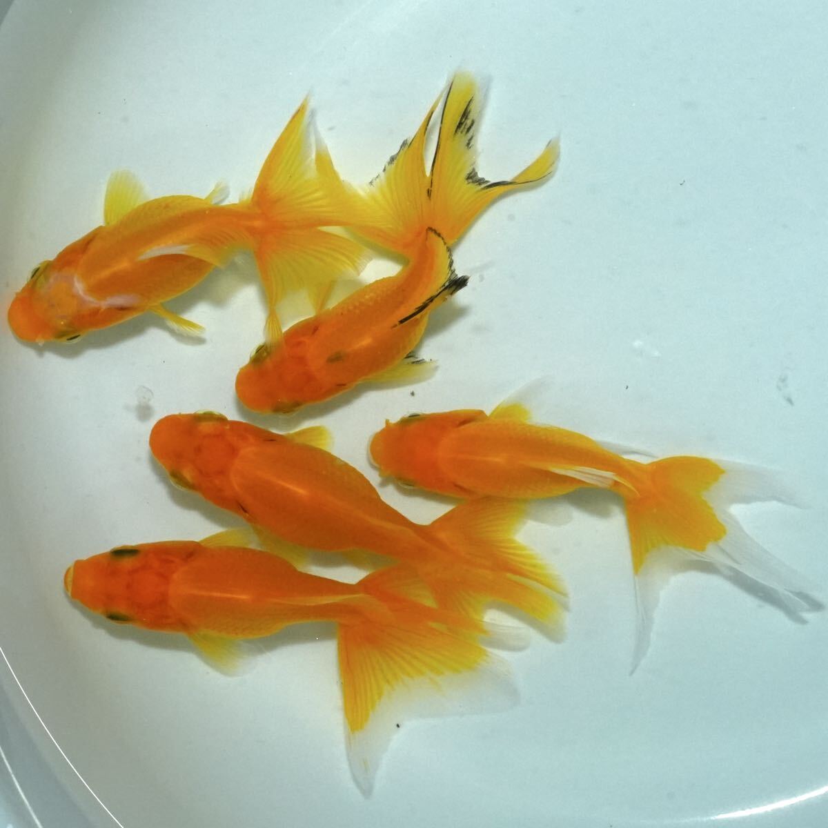 吉野養魚場産 特選 玉黄金ブロードテール 5匹 約6センチ きんぎょ 金魚拍卖