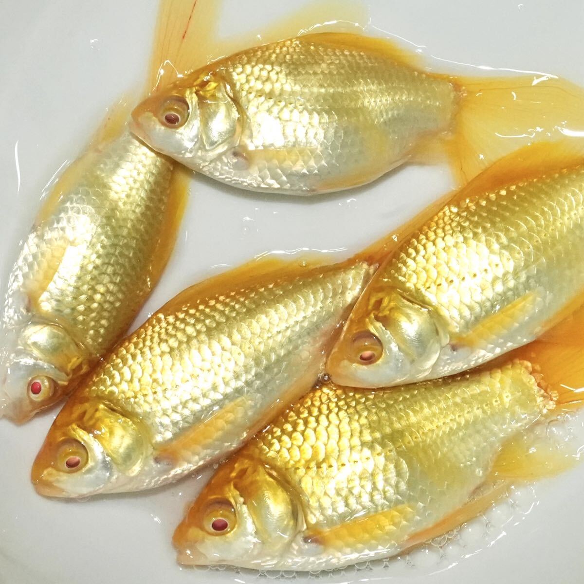 極美 アルビノコメット 5匹 約10センチ 金魚 きんぎょ拍卖