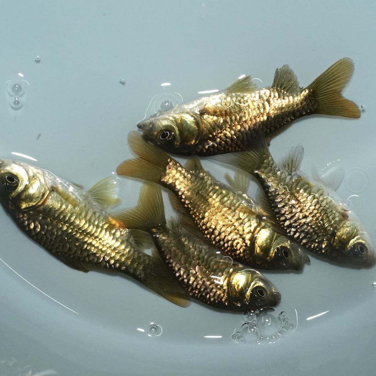特選個体 ドラゴンスケールゴールド和金 5匹 約7センチ きんぎょ 金魚拍卖