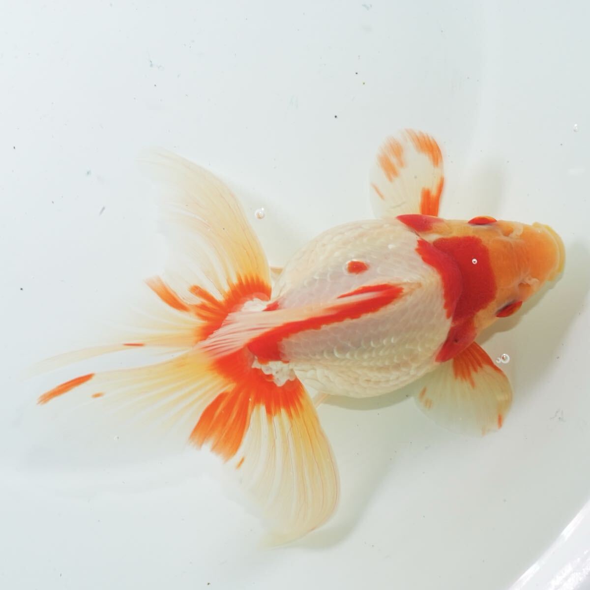 髙澤養魚場産 親種クラス 更紗琉金 1匹 約18センチ きんぎょ 金魚 キンギョ拍卖