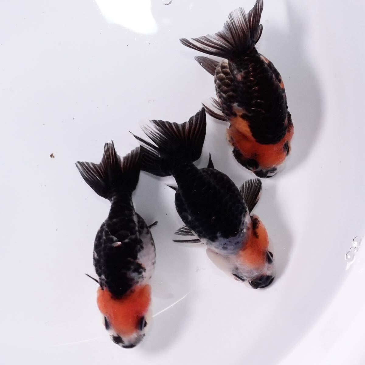 親種クラス 中国系墨江戸錦 (国内ブリード) 3匹 約6センチ きんぎょ 金魚拍卖