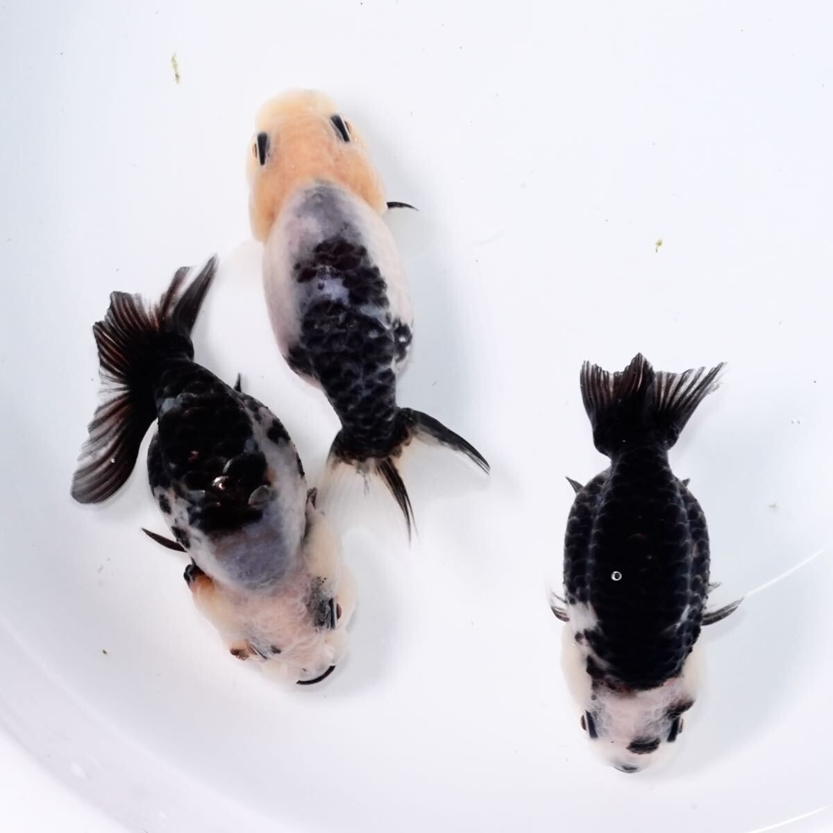 親種クラス パンダ江戸錦 (国内ブリード)3匹 約6センチ きんぎょ 金魚拍卖