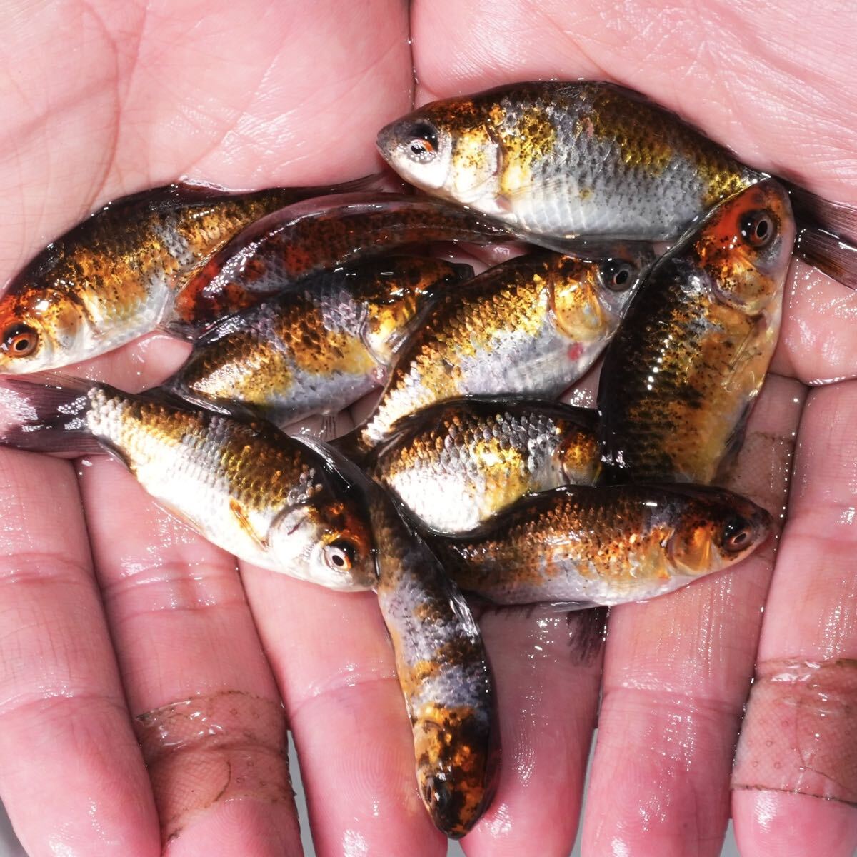 特選個体 銀鱗キャリコ和金 10匹 約6センチ 金魚 きんぎょ拍卖