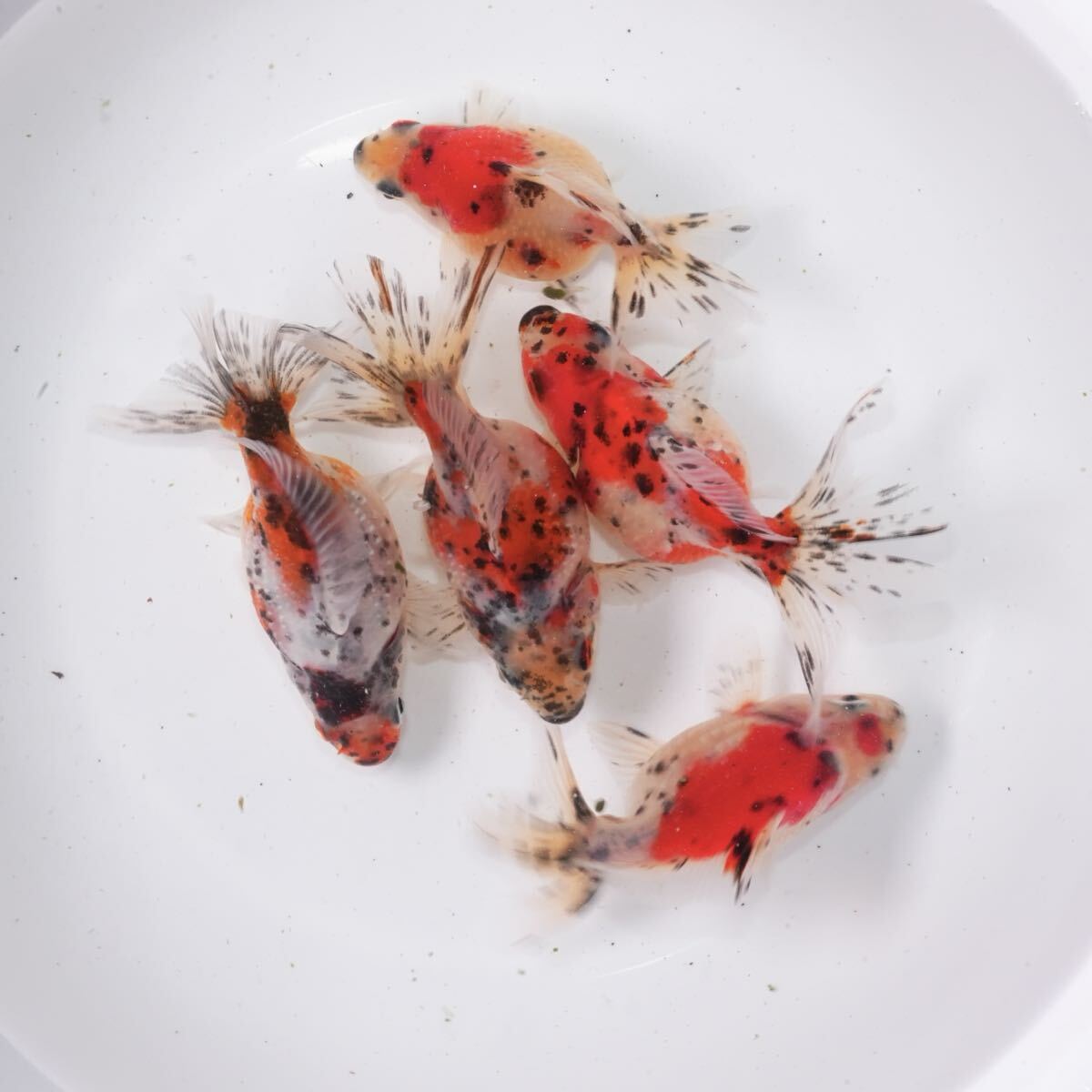 吉野養魚場 キャリコピンポンパール 5匹 約7センチ きんぎょ 金魚拍卖
