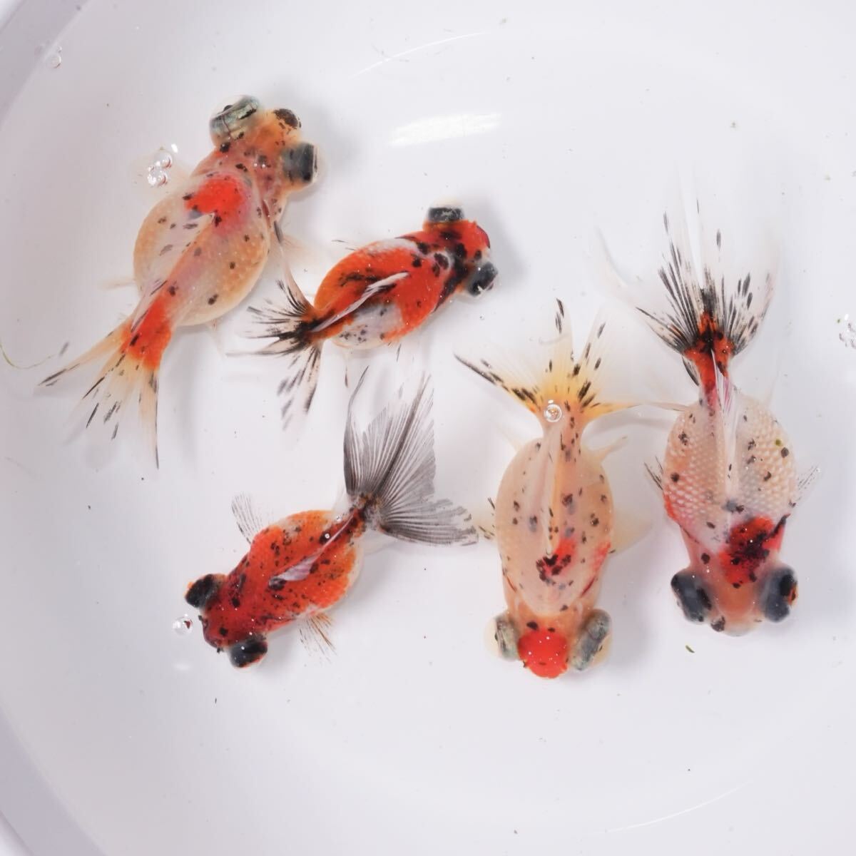 吉野養魚場産 キャリコ出目ピンポンパール 5匹 約6センチ きんぎょ 金魚拍卖