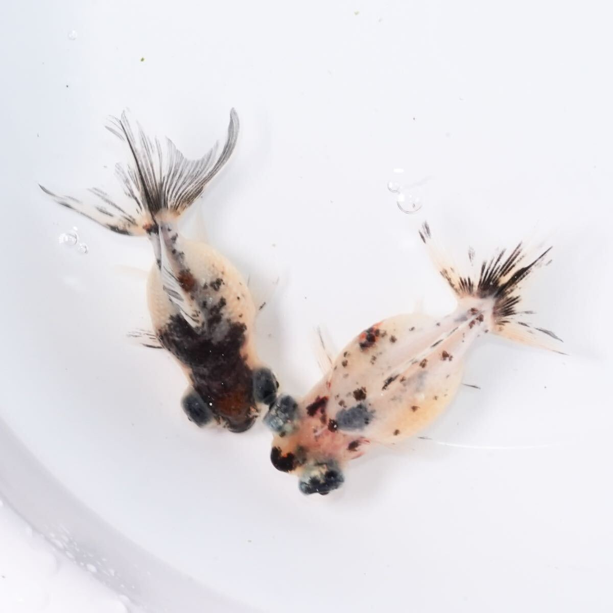 吉野養魚場産 羽衣出目ピンポンパール 2匹 約6センチ きんぎょ 金魚拍卖