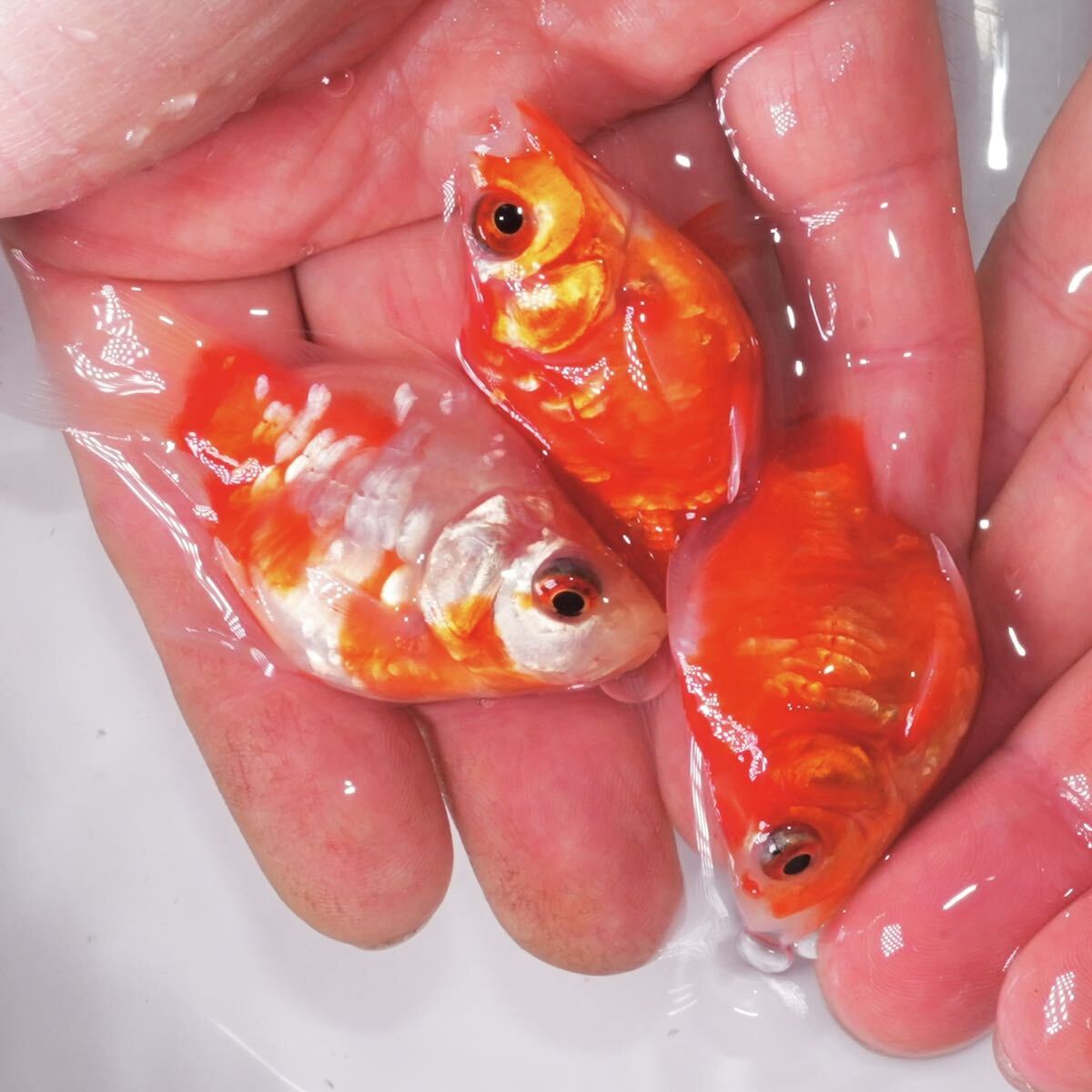 特選個体 ドラゴンスケール桜玉サバ 3匹 約6センチ きんぎょ 金魚拍卖